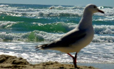Cabarita Beach Seagull